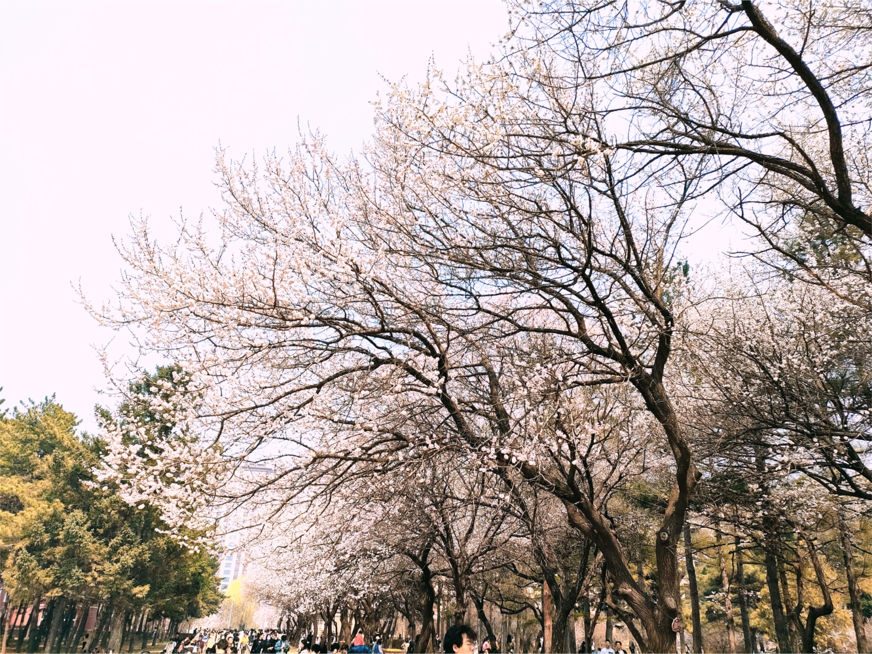 春日有“杏”，“原分”同行